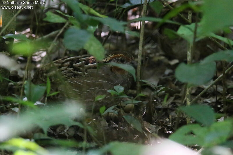 Singing Quail male adult, habitat