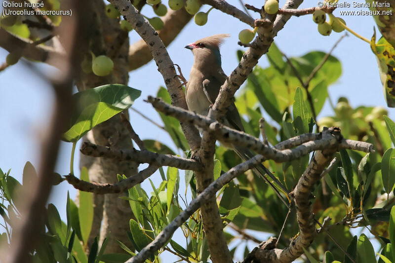 Blue-naped Mousebirdadult, identification, habitat