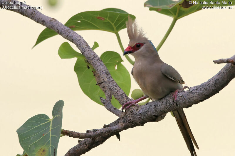 Blue-naped Mousebirdadult, identification, habitat