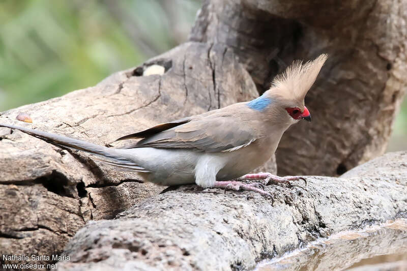 Blue-naped Mousebirdadult, identification, drinks