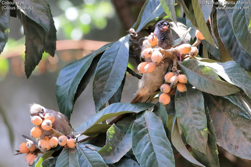 Speckled Mousebirdadult, identification, habitat, feeding habits, eats, Behaviour