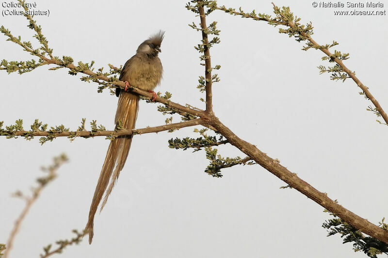 Coliou rayéadulte, identification, habitat