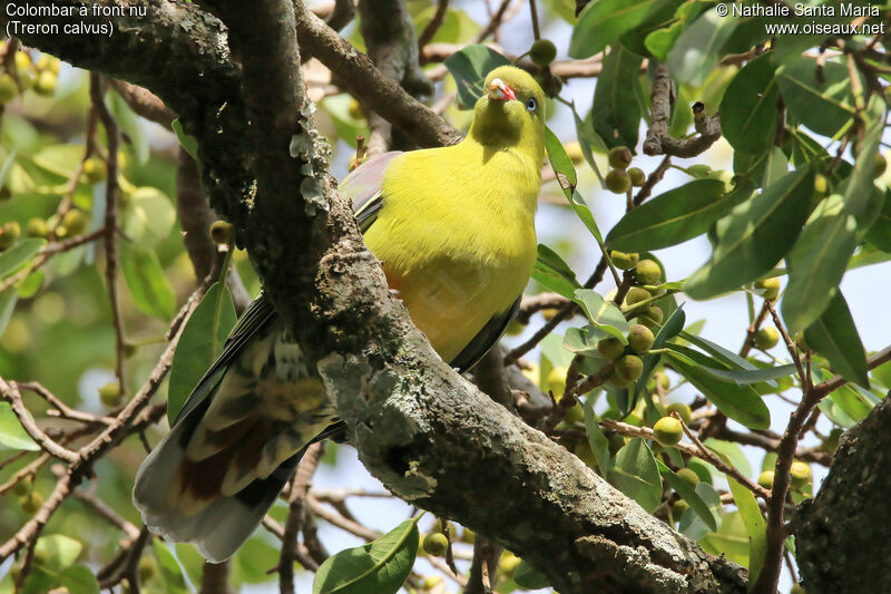 Colombar à front nuadulte, identification, habitat