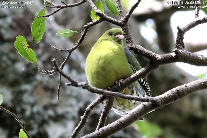 African Green Pigeonadult, identification, habitat