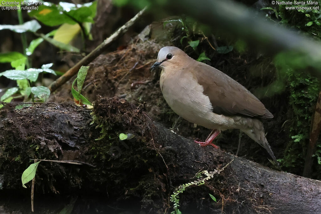 Colombe à front grisadulte, identification