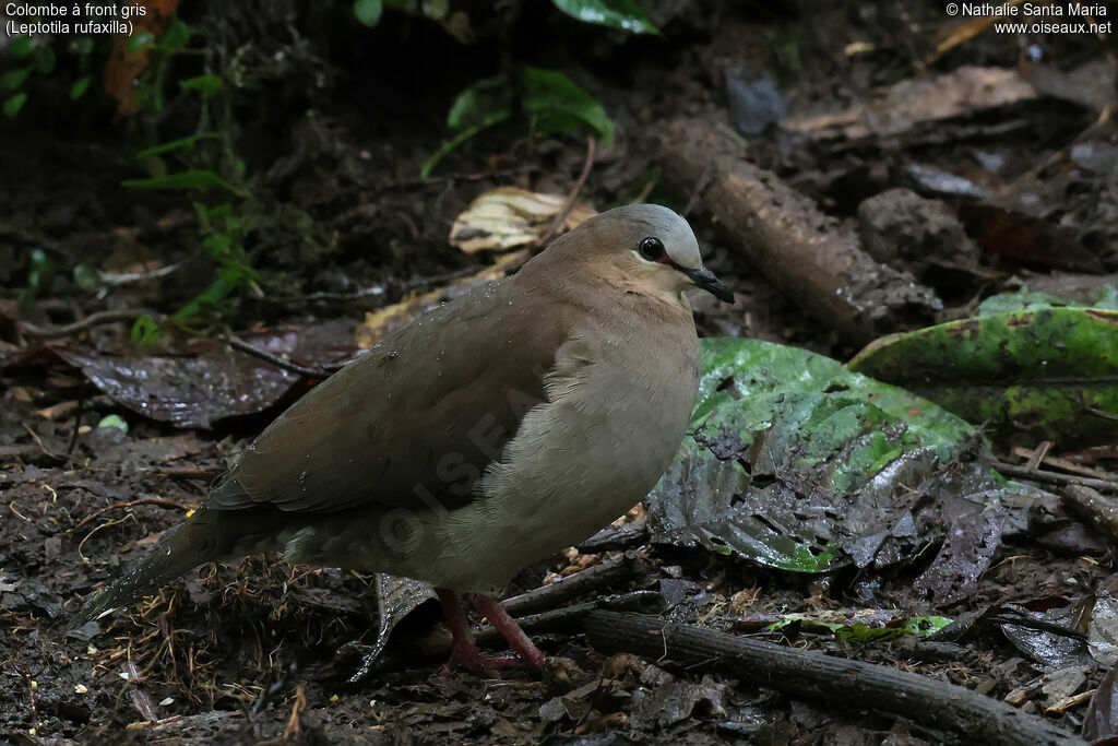 Grey-fronted Dove