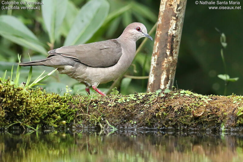 Colombe de Verreauxadulte, identification