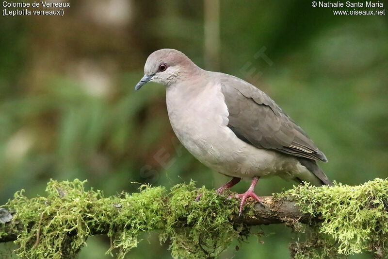 Colombe de Verreauxadulte, identification