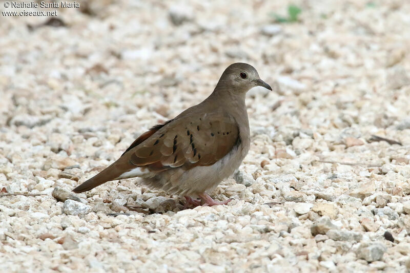 Colombe rousse femelle adulte, identification, marche