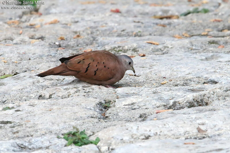 Colombe rousse mâle adulte, identification, mange