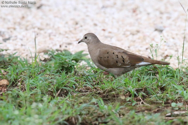 Colombe rousse femelle adulte, identification