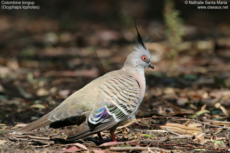 Crested Pigeonadult, identification