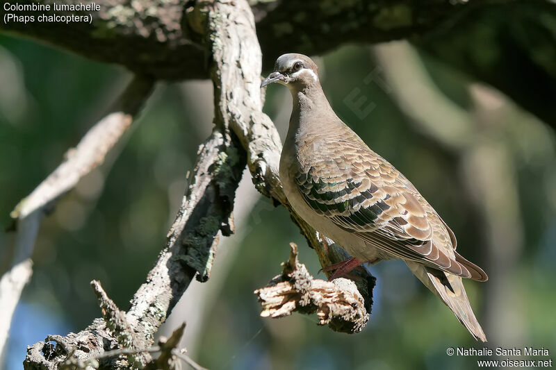 Common Bronzewing female adult, identification