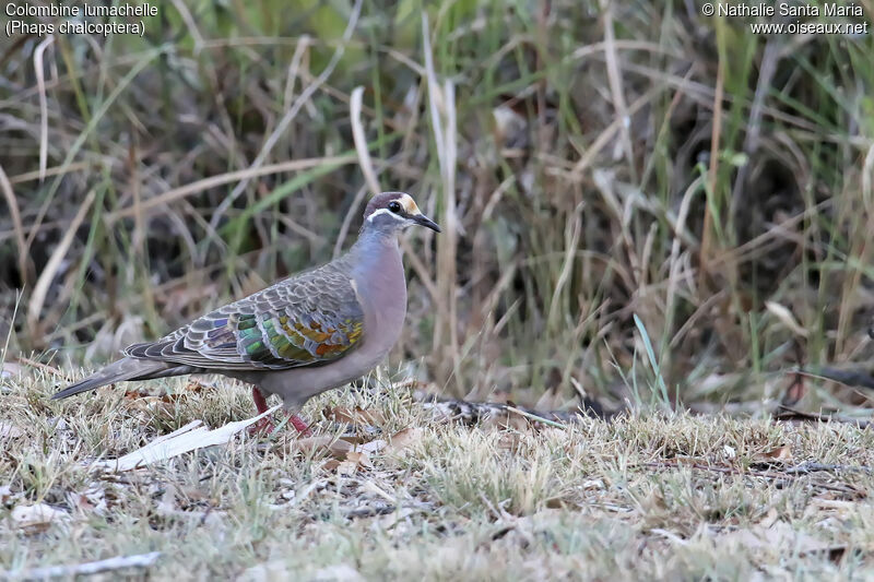 Colombine lumachelle mâle adulte, identification, marche