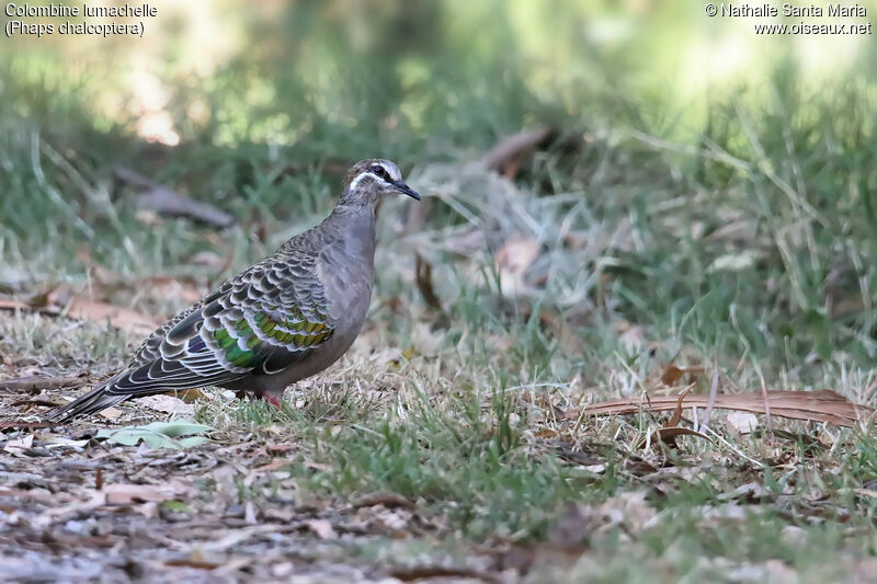 Colombine lumachelle femelle adulte, habitat, marche