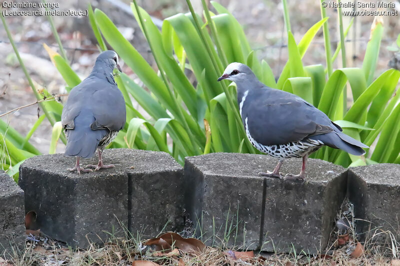 Wonga Pigeonadult, habitat