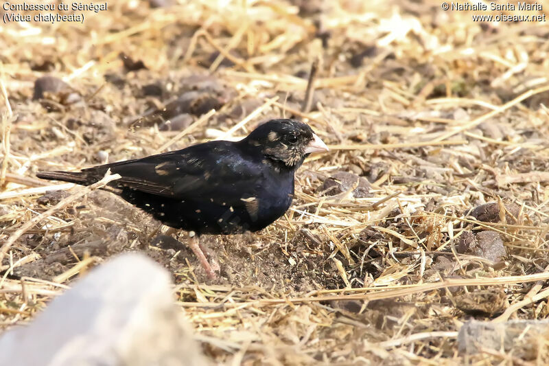 Combassou du Sénégal mâle adulte nuptial, identification, habitat