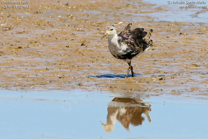 Ruff male adult post breeding, identification, habitat, walking, Behaviour