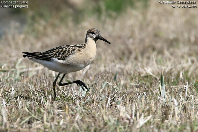 Ruffjuvenile, identification, habitat, walking