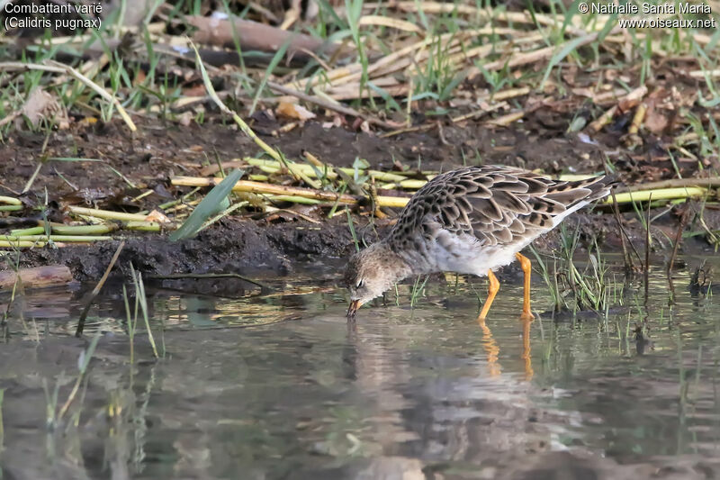 Combattant varié, identification, habitat, marche