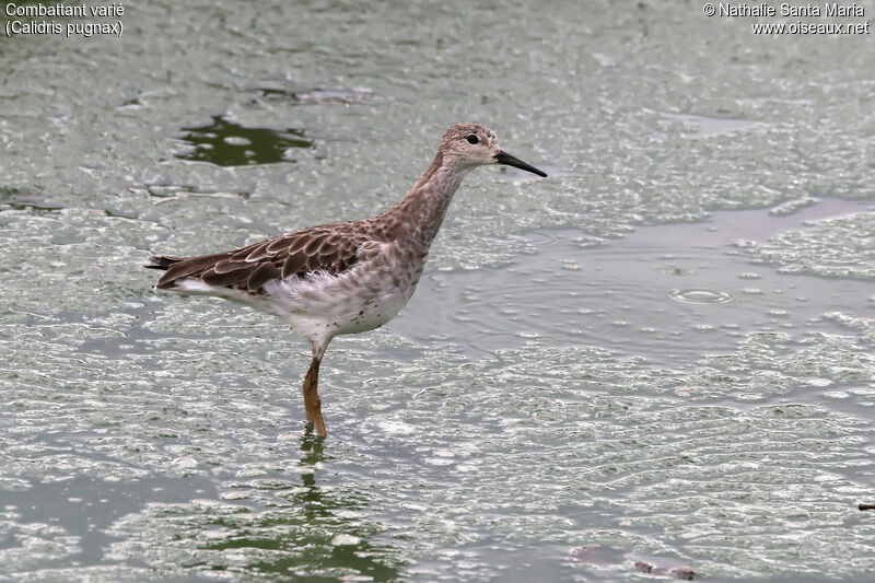 Ruffadult post breeding, identification, habitat, walking