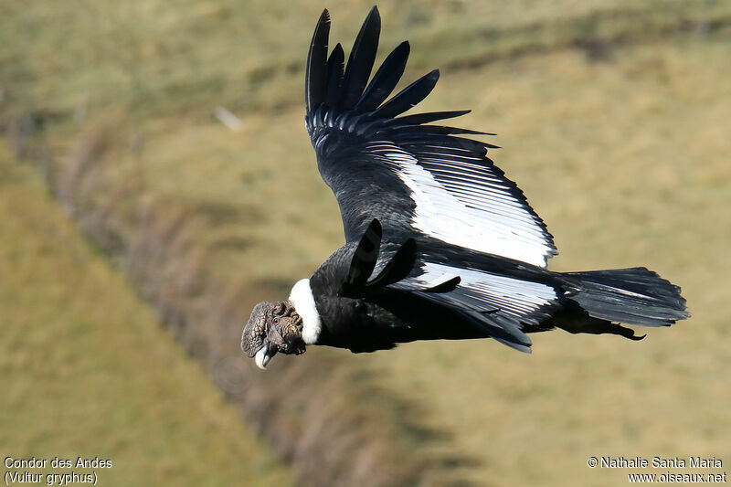 Andean Condoradult, Flight