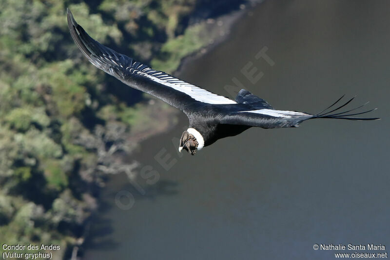 Condor des Andesadulte, Vol