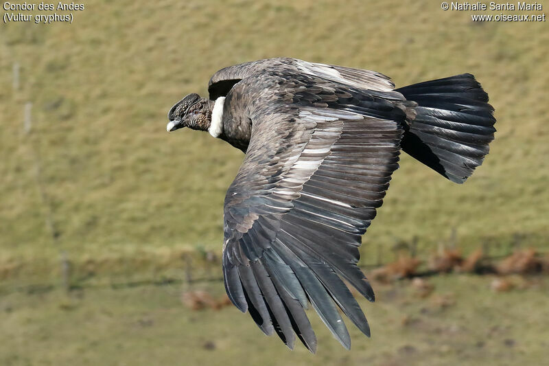 Andean Condorsubadult, Flight