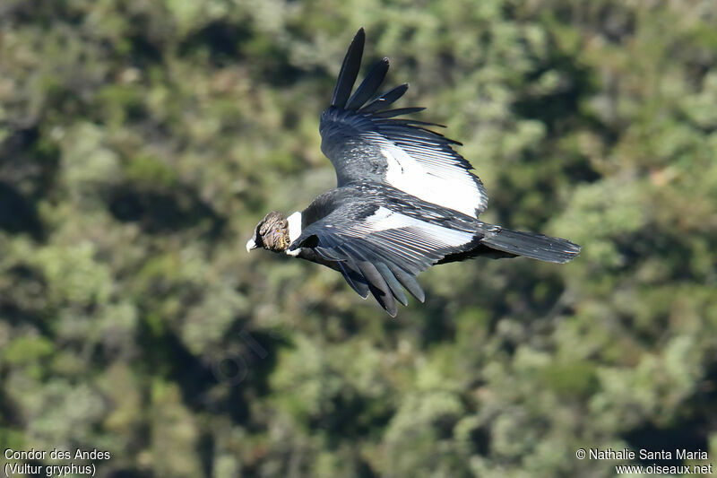 Condor des Andesadulte, Vol