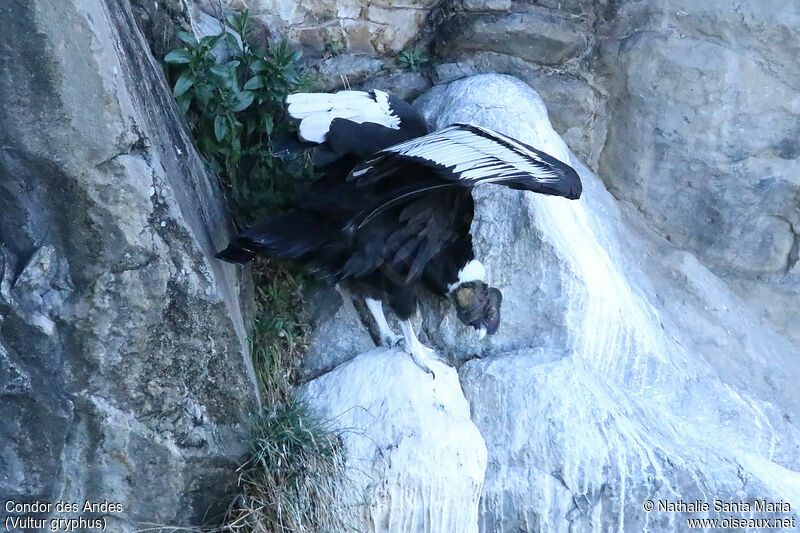 Andean Condoradult, identification, Behaviour