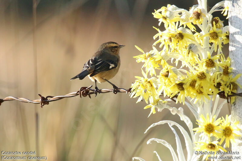 Cinereous Conebillimmature, identification