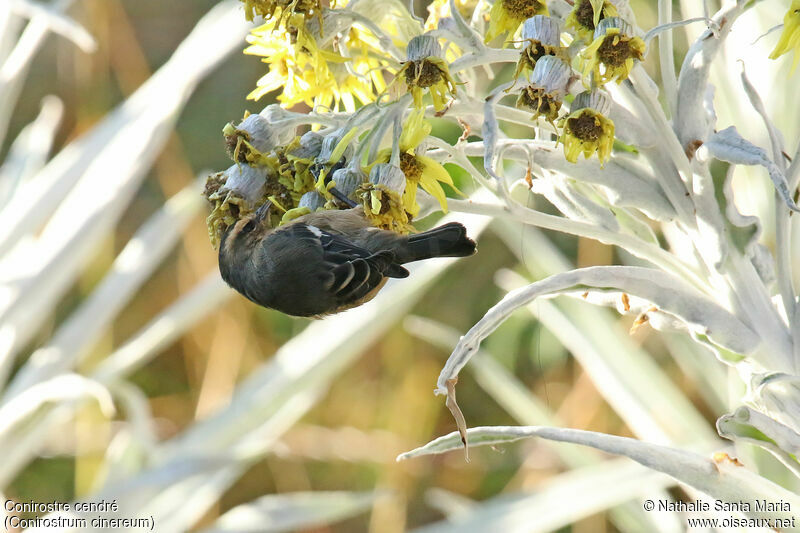 Cinereous Conebilladult, feeding habits, clues