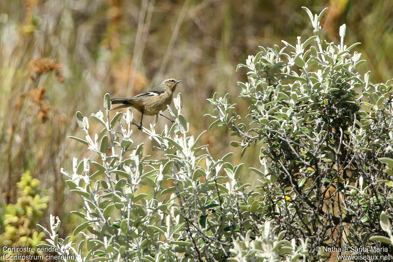 Cinereous Conebilladult, habitat, fishing/hunting