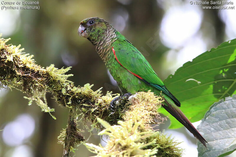 Maroon-tailed Parakeetadult, identification, eats