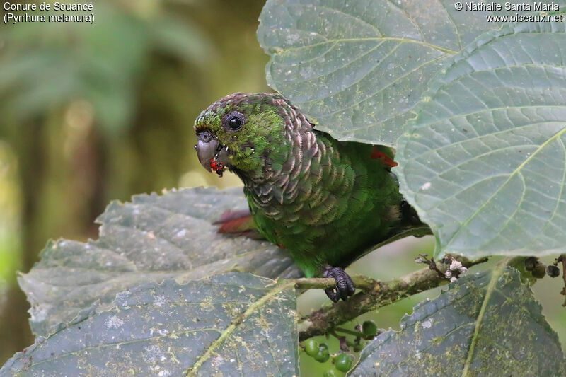 Maroon-tailed Parakeetadult, identification, eats