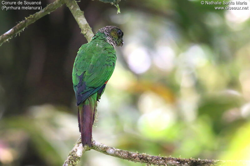 Conure de Souancéadulte, identification