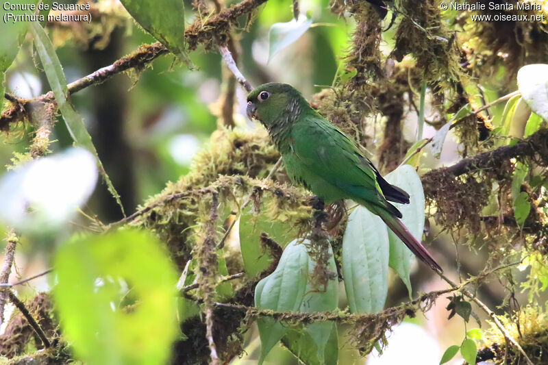 Maroon-tailed Parakeetimmature, identification