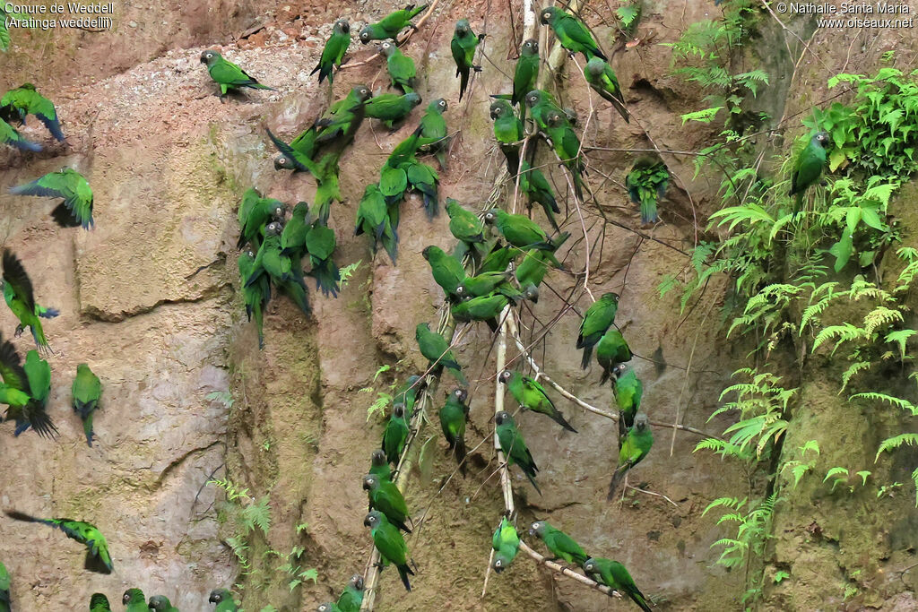 Dusky-headed Parakeet