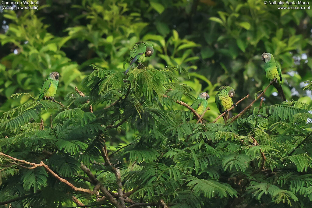Dusky-headed Parakeet