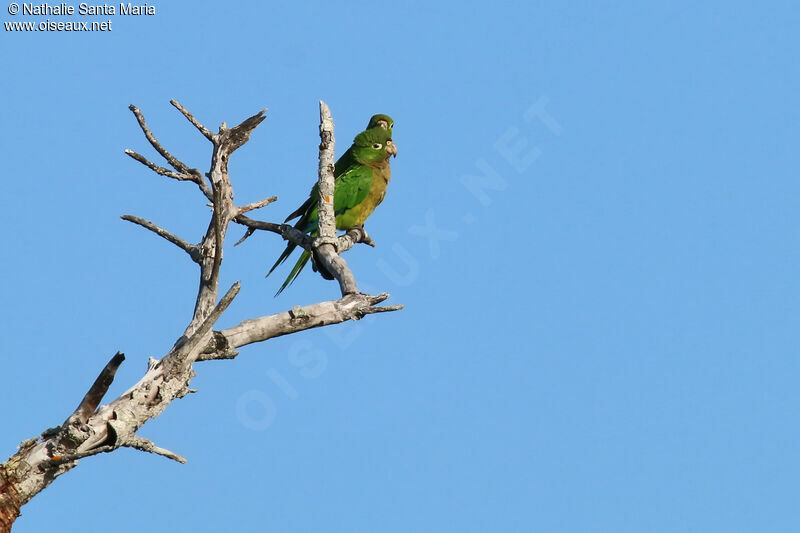 Conure naineadulte, soins