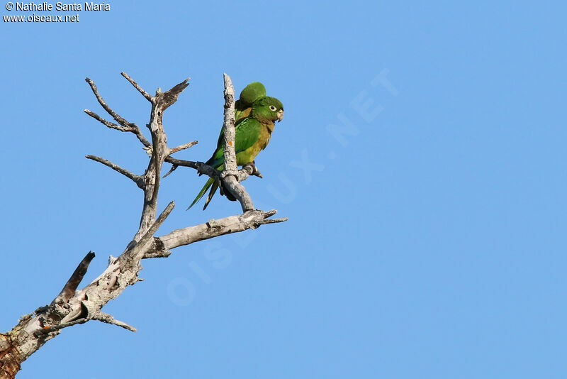 Conure naineadulte, soins