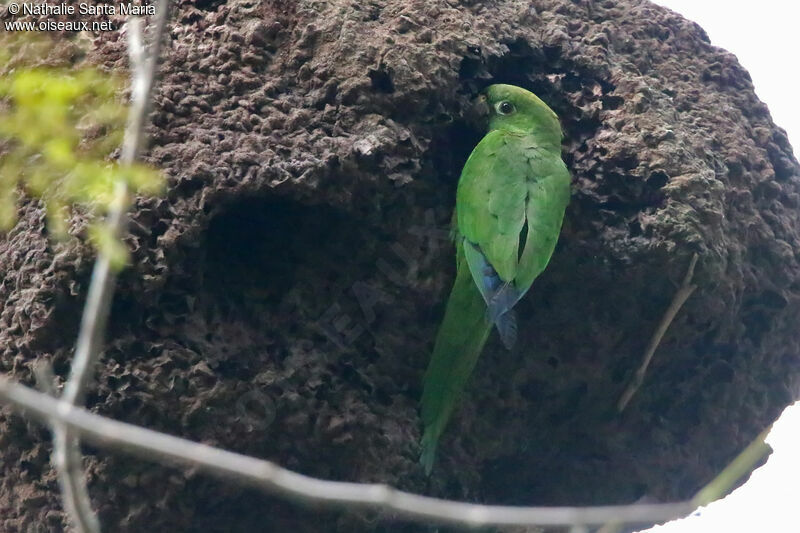 Olive-throated Parakeetadult, Reproduction-nesting