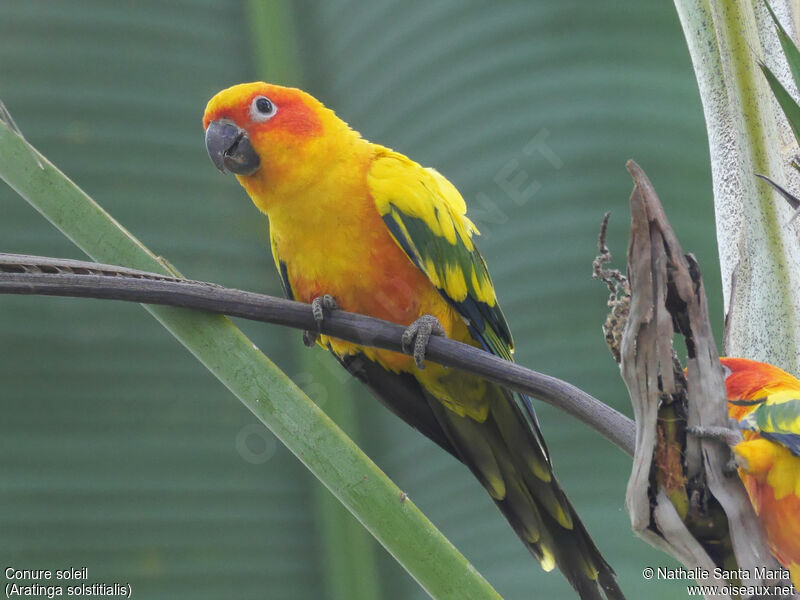 Sun Parakeetadult, identification, Behaviour