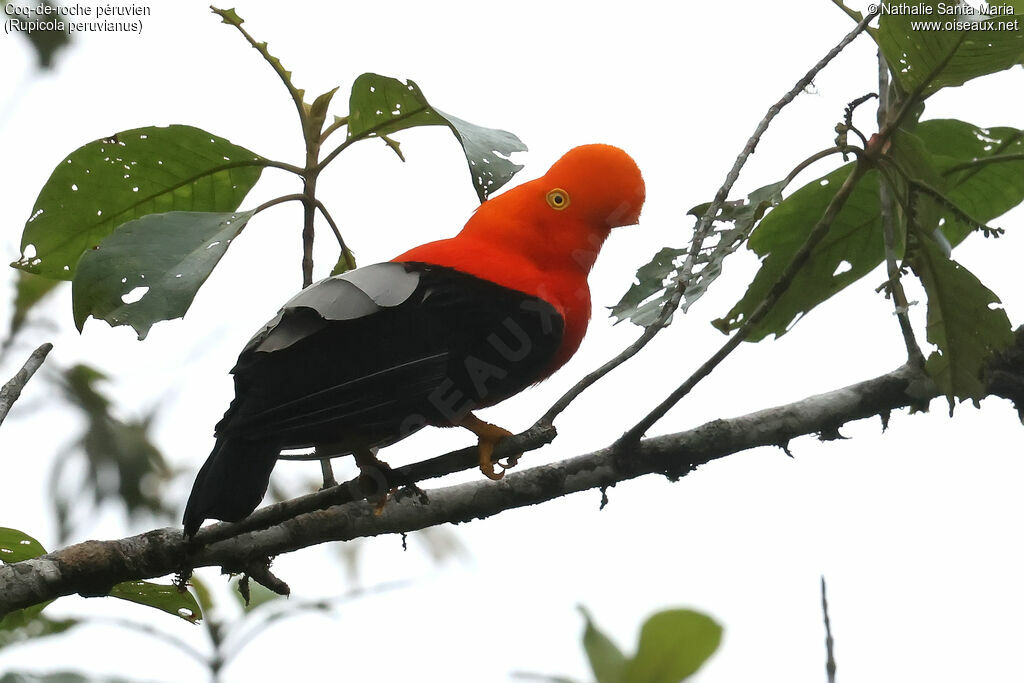 Coq-de-roche péruvien mâle adulte, identification