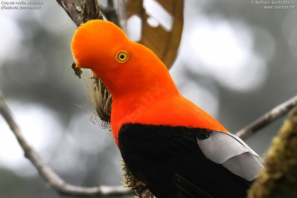 Coq-de-roche péruvien mâle adulte, portrait, pigmentation