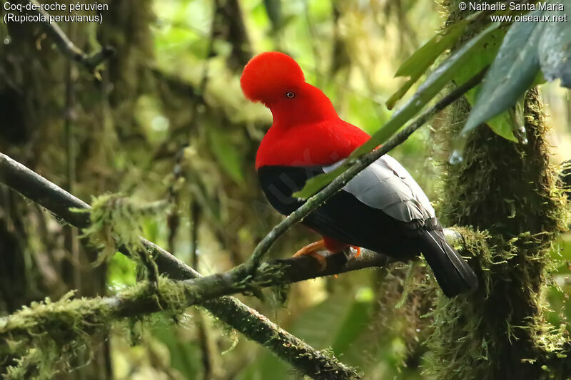 Coq-de-roche péruvien mâle adulte, identification