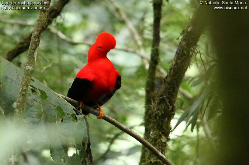 Andean Cock-of-the-rock male adult, identification, courting display