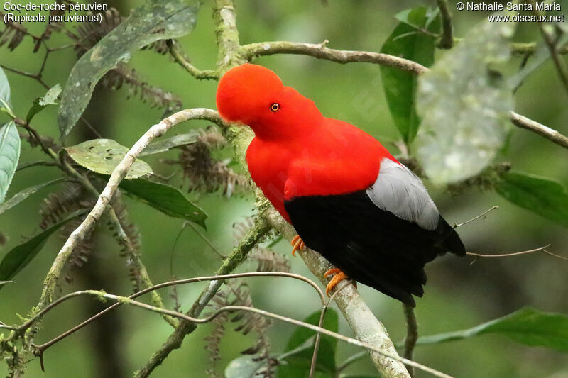 Andean Cock-of-the-rock male adult breeding, identification