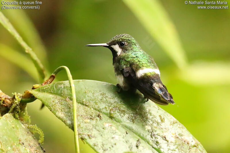 Green Thorntail female adult, identification