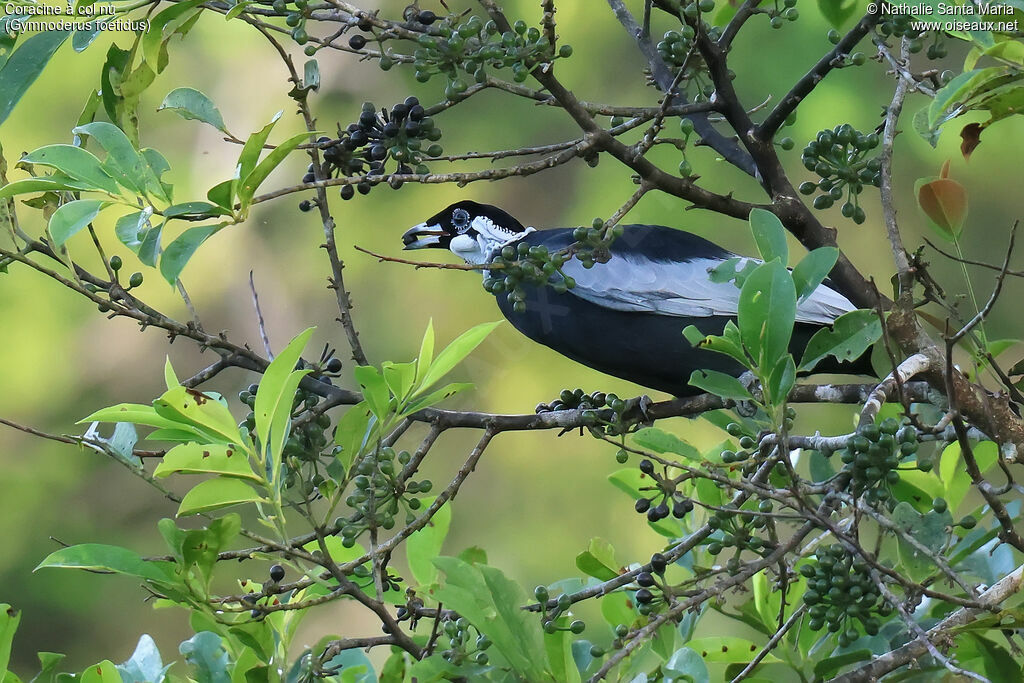 Coracine à col nuadulte, identification, régime, mange